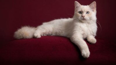İlk kez kayda geçti: Bir kedi Covid-19 nedeniyle öldü