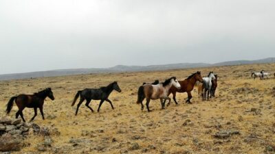 Flaş iddia! İBB’nin atları Kuzey Irak’ta mı?