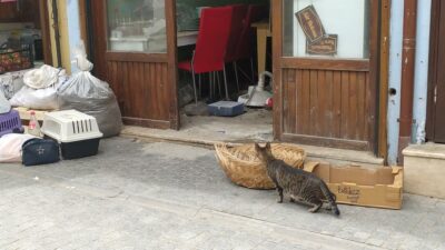 Bursa’da kedi operasyonu! Mahsur kaldılar…