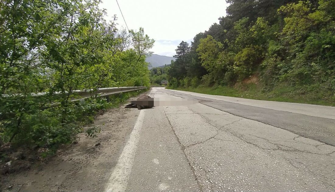 Uludağ yolunda devasa domuz