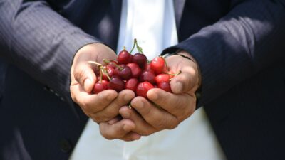 Bursa’da erkenci kirazı hasadı başladı