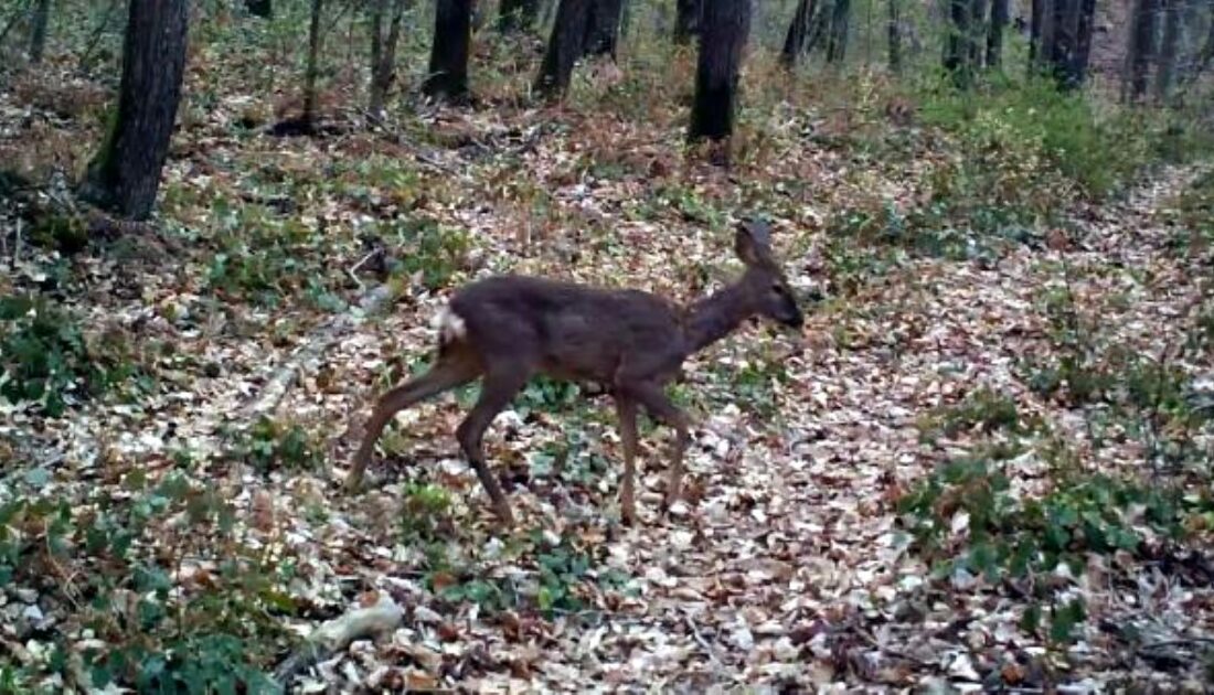 Yaban hayatı fotokapanda