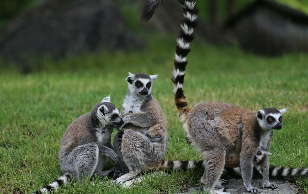 Bursa Hayvanat Bahçesi’nde lemur ailesi genişliyor