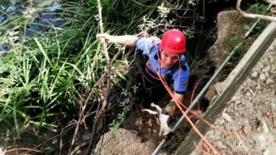 Bursa’da kedi operasyonu