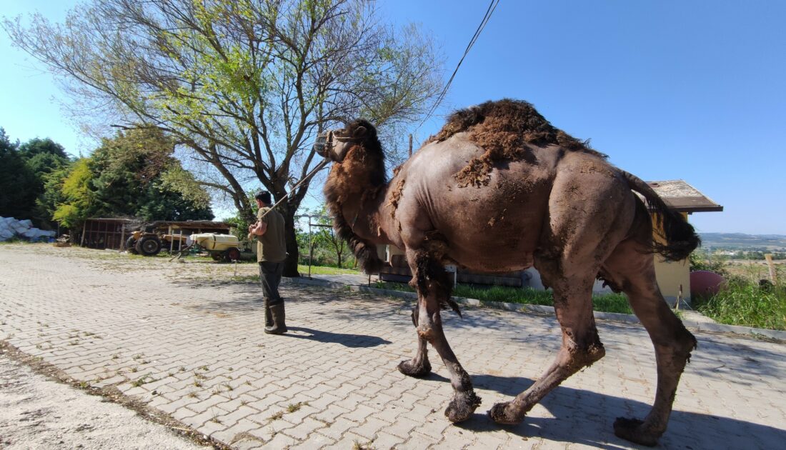 Bursa’da güreşçi deve, bayramda alıcısını bekliyor