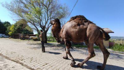 Bursa’da güreşçi deve, bayramda alıcısını bekliyor