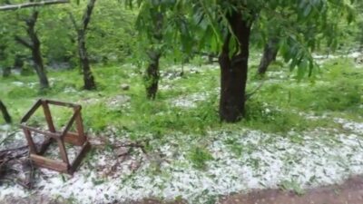 Bursa’da kestane ağaçlarına dolu darbesi!