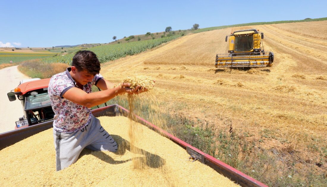 Bursa’da çiftçi umudunu buğdaya bağladı