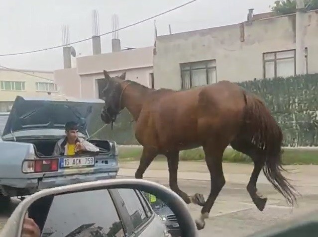 Bursa’da tepki çeken görüntü! Aracına at bağlayıp koşturdu
