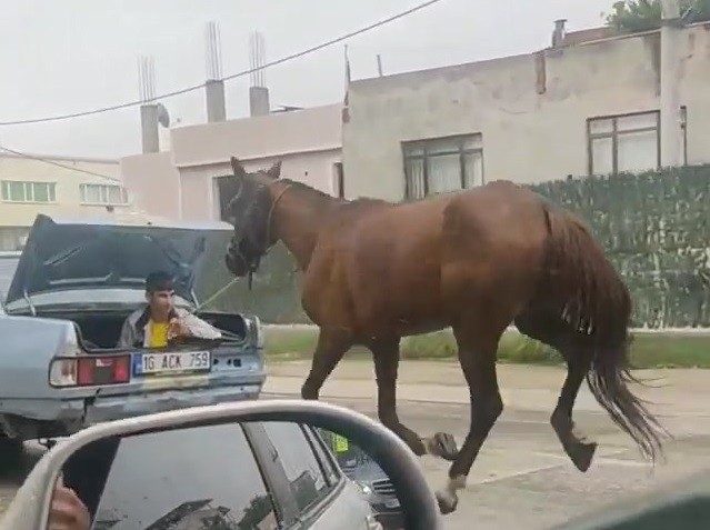 Bursa’da aracın arkasında at koşturan şahsa ceza