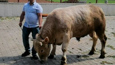 Bursa’da 5 kişinin zor zapt ettiği kurbanlık araba fiyatına satışa sunuldu