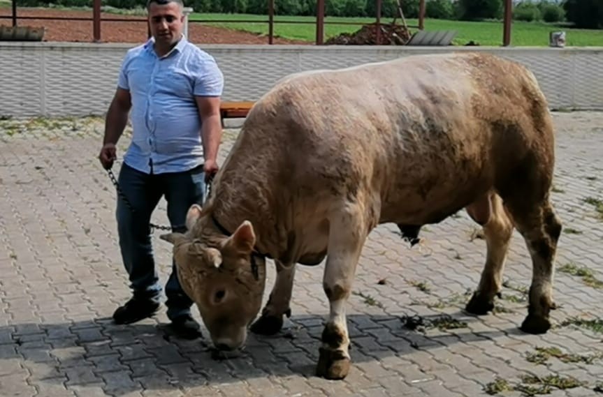 Bursa’da 5 kişinin zor zapt ettiği kurbanlık araba fiyatına satışa sunuldu