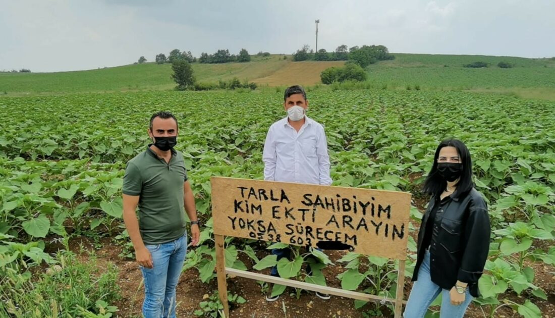 Bursalı çiftçinin tarlasına, kendisinden habersiz ayçiçeği ektiler!