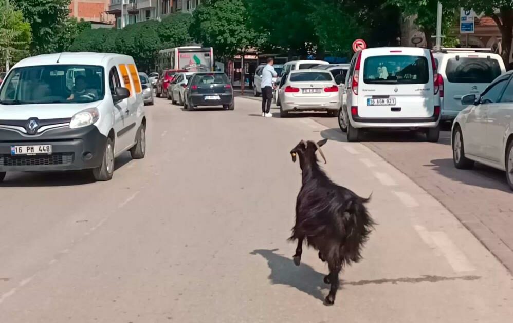 Bursa’da kurbanlık keçi firar etti!