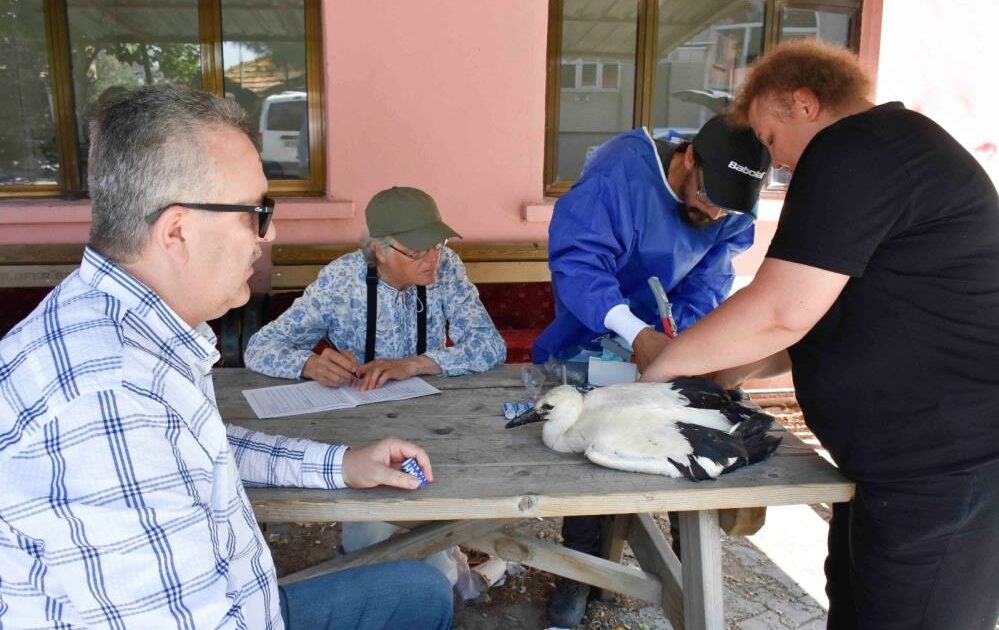 Bursa’nın simgesi Yaren Leylek ve yavruları artık uydudan takip edilecek