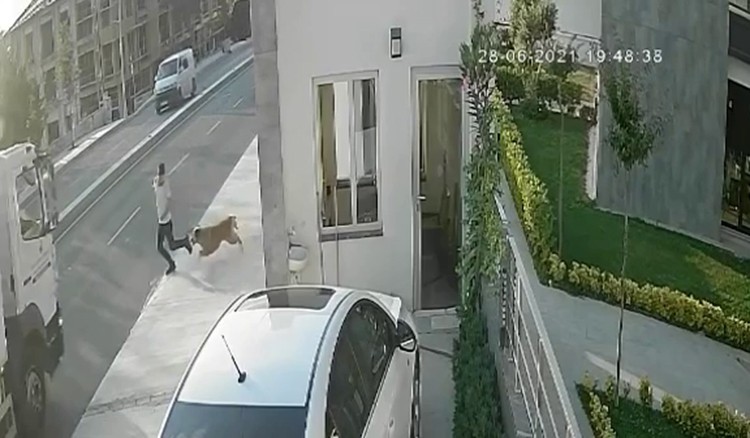 Köpekten kaçarken kamyon çarptı