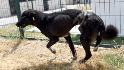 Vicdansızların ölüme terk ettiği köpek, hayata tutundu