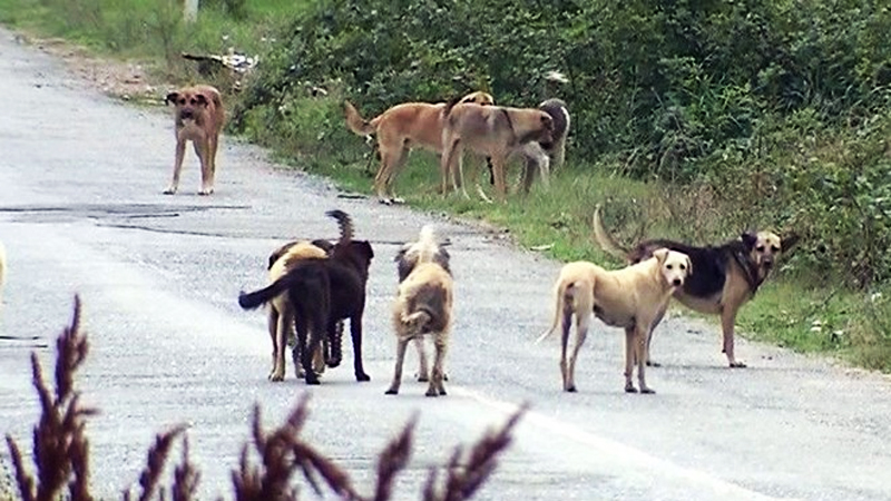 Bursa’da dehşet! 8 yaşındaki çocuğa köpekler saldırdı…