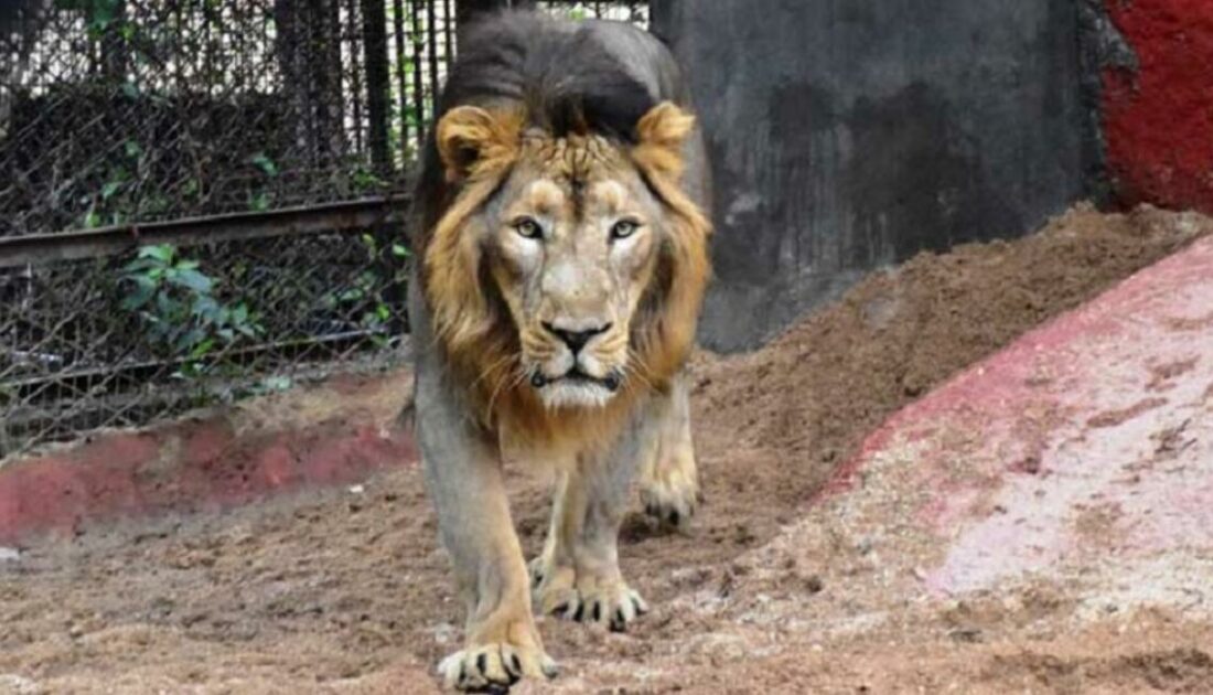 Gaziantep’de aslan dehşeti! 3 bakıcıyı yaraladı