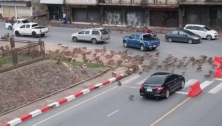 Tayland’da maymunların istilası! Birbirleriyle savaştılar