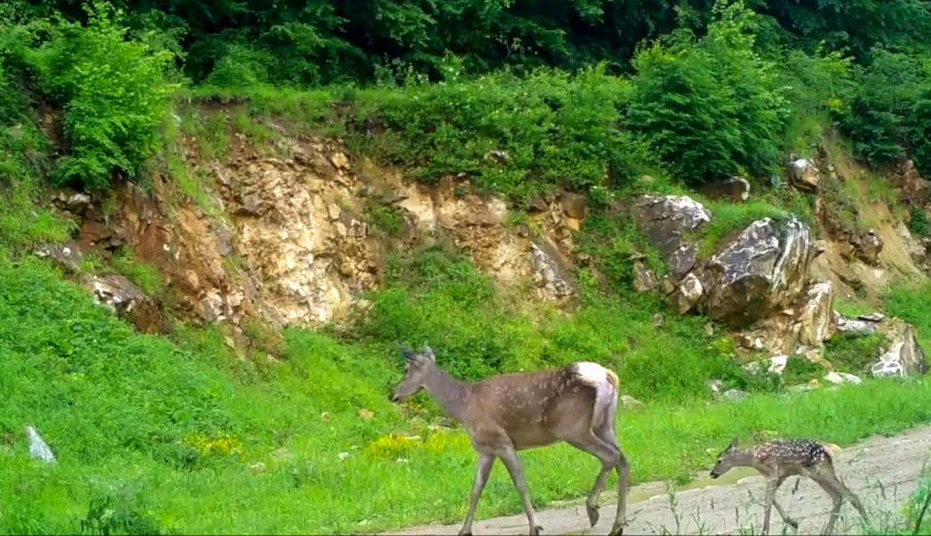 Bursa’da kızıl geyikler fotokapana böyle yakalandı