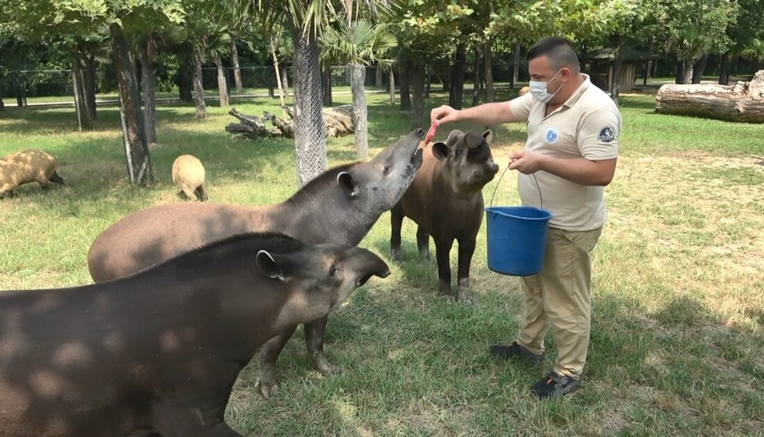 Hayvanat bahçesi sakinleri kokteyllerle serinledi