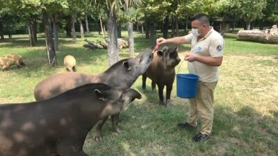 Hayvanat bahçesi sakinleri kokteyllerle serinledi