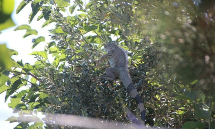 Bodrum’da iguana alarmı