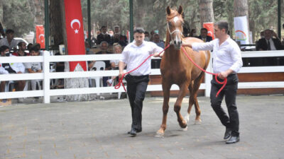 Bursa’da daire fiyatına tay satışı