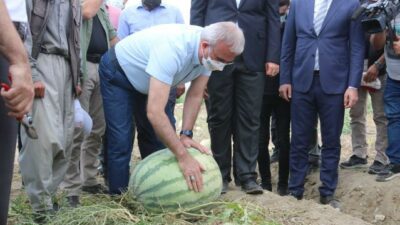 Diyarbakır’da karpuz hasadı başladı