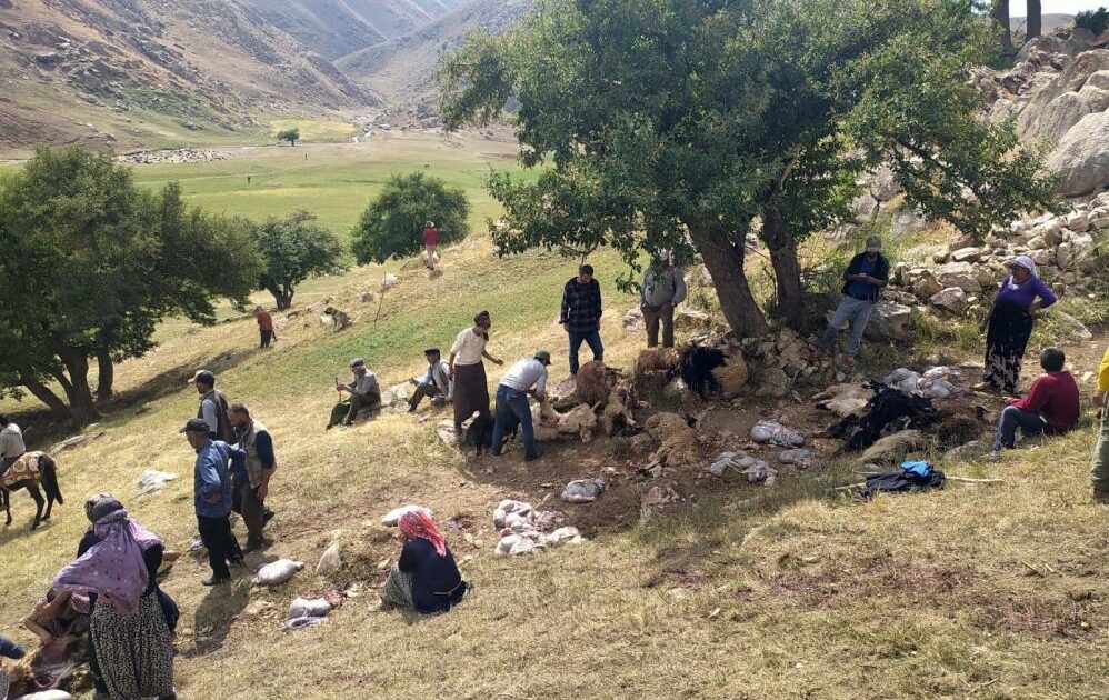 Mezraya yıldırım düştü, çok sayıda koyun telef oldu