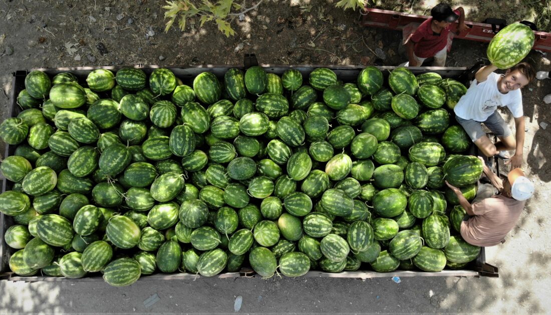 Bursa’da kavun-karpuz ekenin bu yıl yüzü güldü