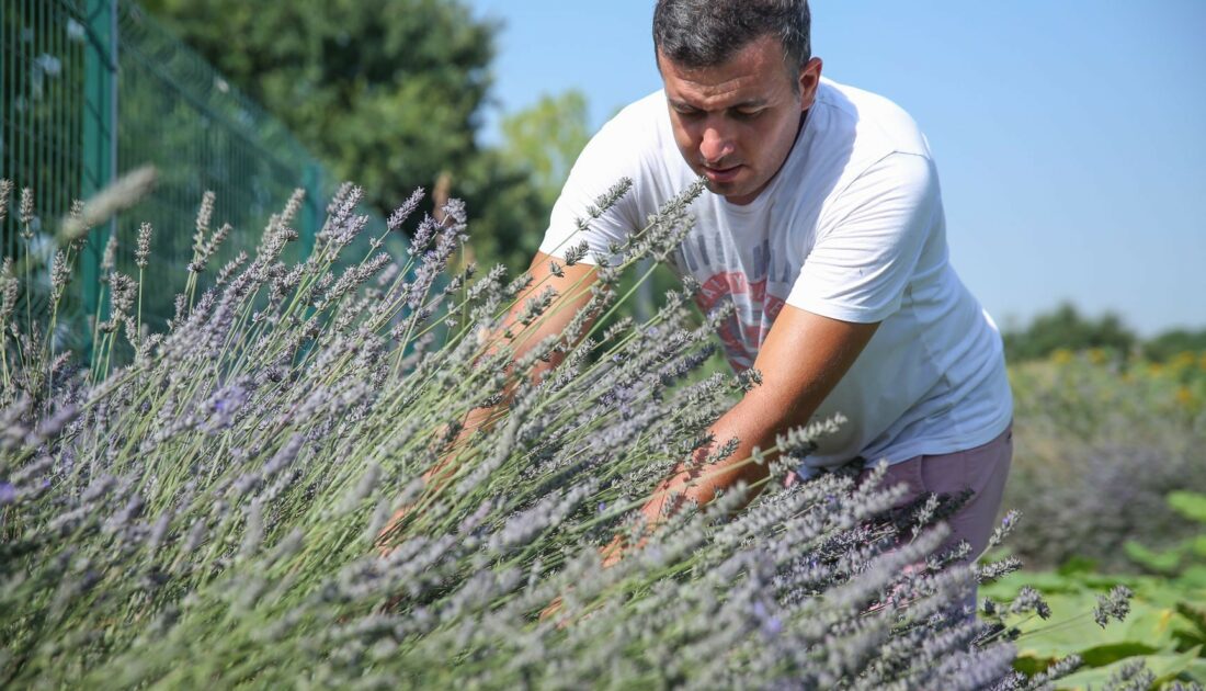 Bursa’da lavanta üretimi artırılacak