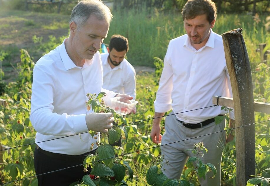 İnegöl’de ahududu hasadı başladı