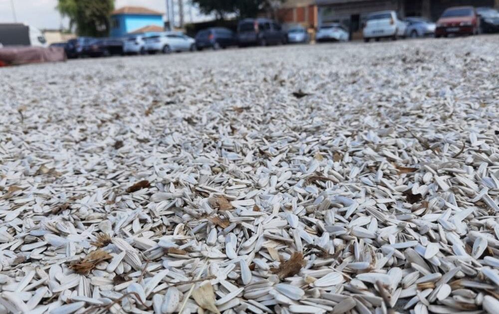 Bursa’da tescilli ay çekirdeği hasadı başladı