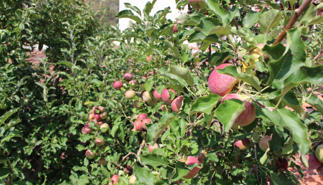 Bir ağaçta 6 çeşit elma yetiştirdi