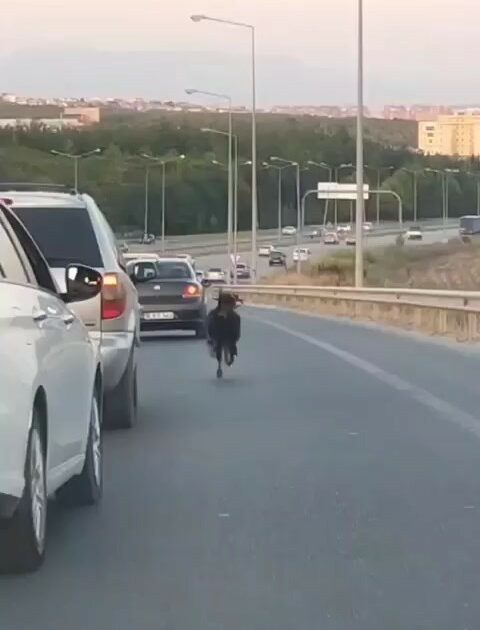 Bursa’da otobana çıkan keçi, trafiği birbirine kattı