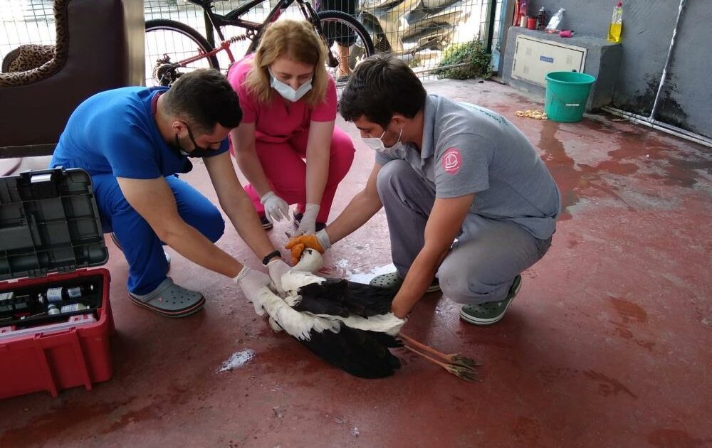 Bursa’da yolu şaşıran leylek oto yıkamacıya indi!