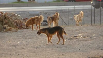 Sokak köpeklerinden kaçarken trafik canavarına yakalandı