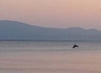 Marmara’da yunusların yaptığı geçiş izleyenleri mest etti