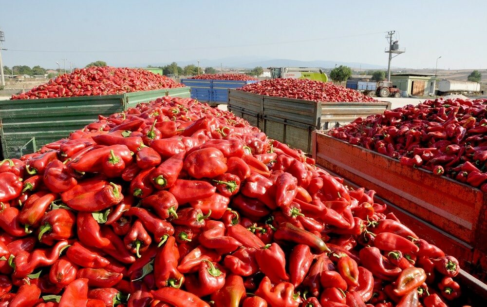 Bursa’da kapya biberi hasadı başladı, çiftçi umutlu