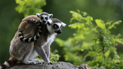 Fransa’da hayvanat bahçesinden 10 lemur ve 2 tamarin maymunu çalındı