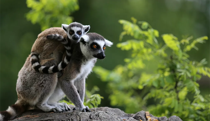 Fransa’da hayvanat bahçesinden 10 lemur ve 2 tamarin maymunu çalındı