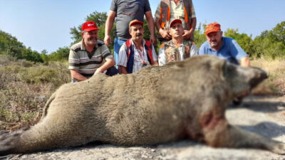 Tarlalarına dadanan 400 kiloluk domuzu vurdular