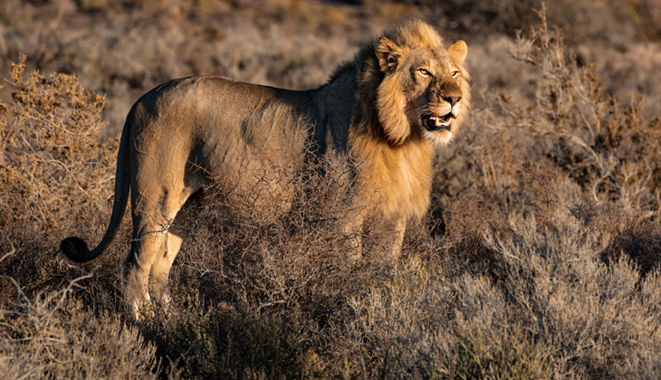 Afrika’da aslan nüfusu tehlike altında