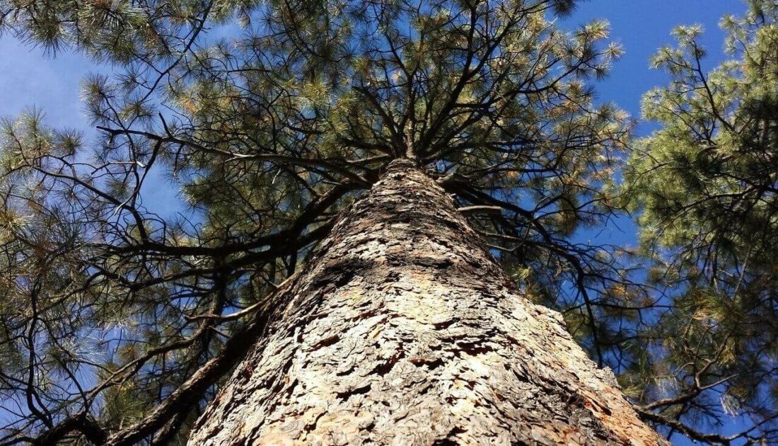 Sosyal medyadaki ‘ağaç bağışı’ çağrıları için uyarı