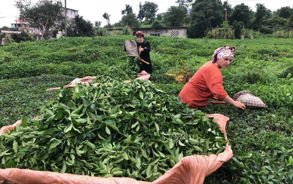 ÇAYKUR 2 günde 9 bin 500 ton alım yaptı