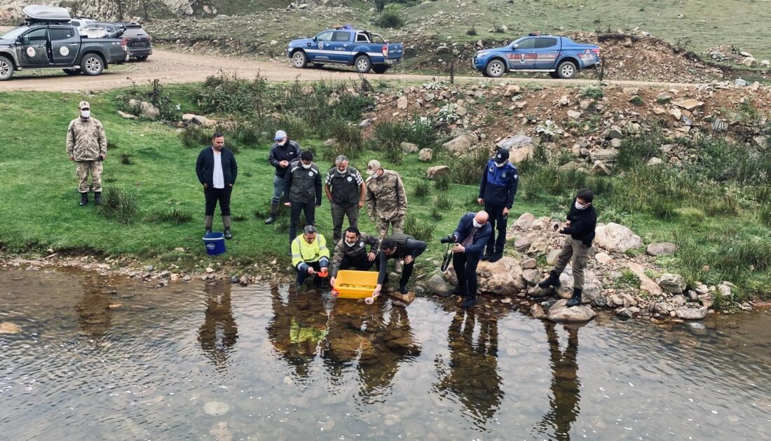 50 bin kırmızı benekli alabalık yavrusu suyla buluştu