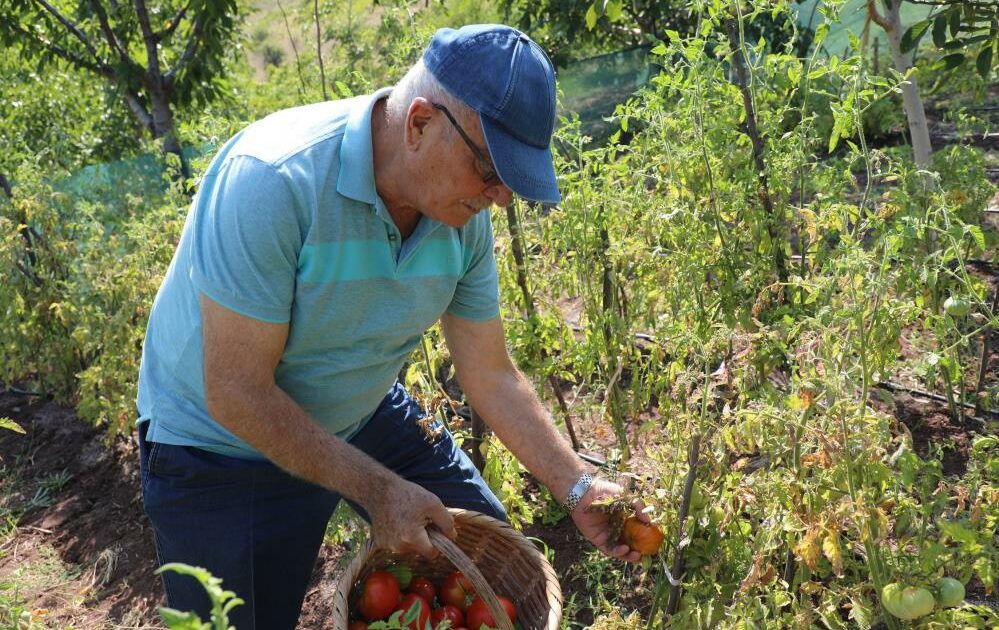 Gemlik’te organik tarım meyvelerini verdi