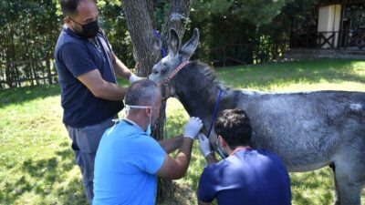 Bursa’da yangınzede eşek iyileşince emekliye ayrılacak